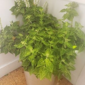 Meet your Posher, Raul